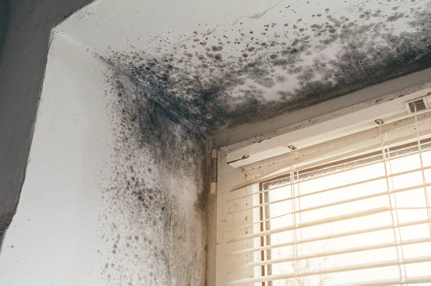Affordable Basement Mold Removal solutions in East Brunswick, NJ